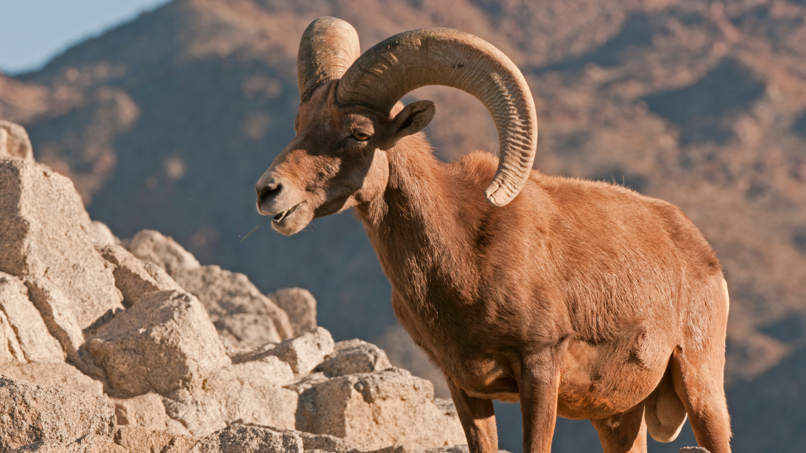 big horn sheep in rocks