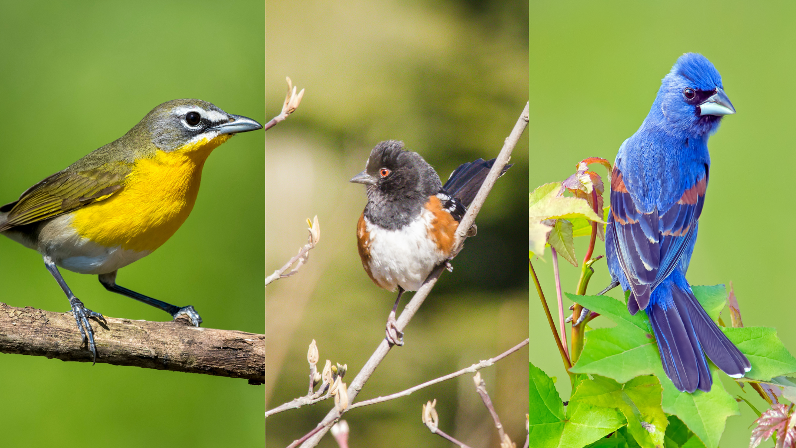 three types of birds found in Moab