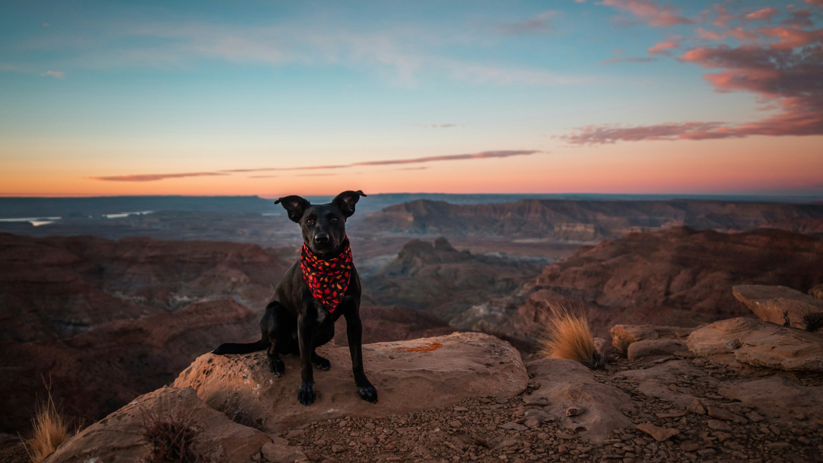 A dog stands in the desert near Moab