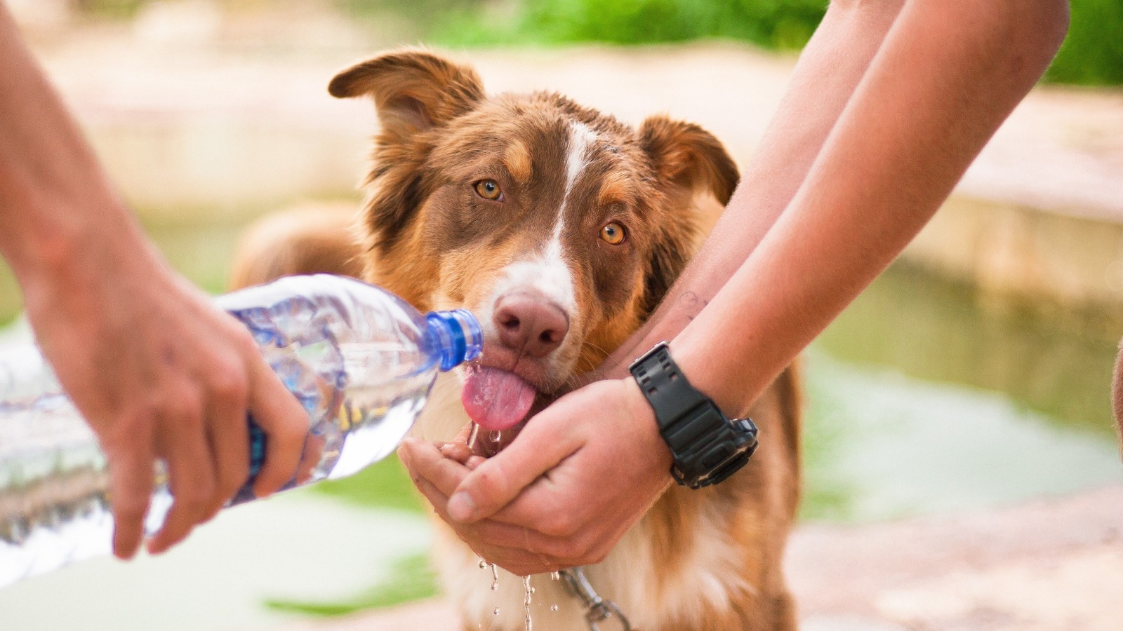 A dog takes a break from hiking to drink water