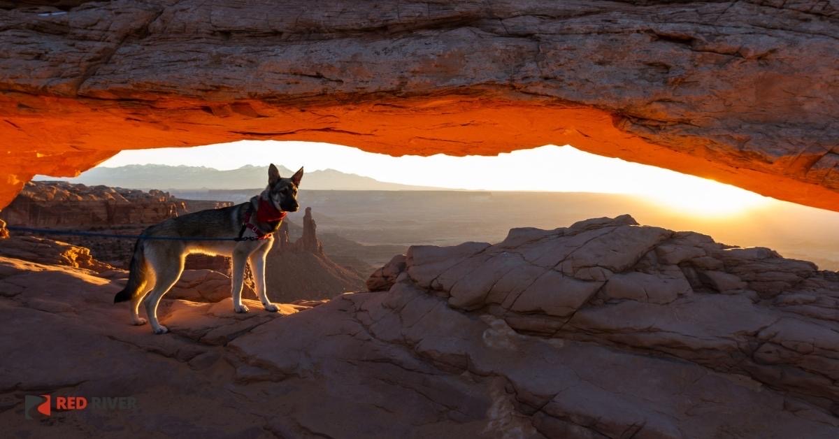 Areas to Hike with Your Dog near Moab