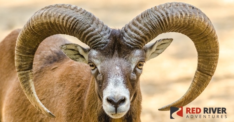 Desert Bighorn Sheep